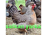 Akhisar Satilik Tavuk Cinsleri Ve Fiyatlari Sahibinden Com Da Akhisar Satilik Tavuk Cinsleri Ve Fiyatlari Sahibinden Com Da