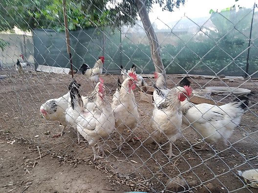 Tavuk Susseks Tavuklarim Satiliktir Sahibinden Comda 969209342 Tavuk Susseks Tavuklarim Satiliktir Sahibinden Comda 969209342