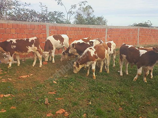 toplam 13 adet erkek simentel danalar turkiye nin ucretsiz ilan sitesi sahibinden com da 976209364 toplam 13 adet erkek simentel danalar turkiye nin ucretsiz ilan sitesi sahibinden com da 976209364