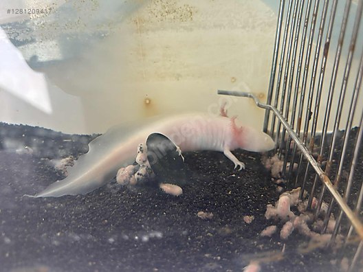 Pets & Livestock / Reptiles / Salamander