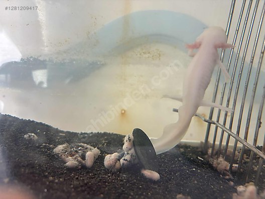 Pets & Livestock / Reptiles / Salamander