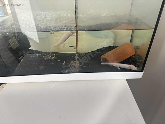 Pets & Livestock / Reptiles / Salamander