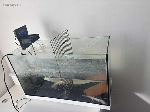 Pets & Livestock / Reptiles / Salamander