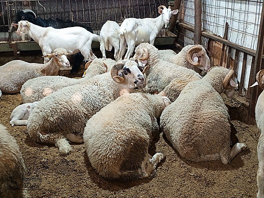 Hayvanlar Alemi / Küçükbaş Hayvanlar / Koç