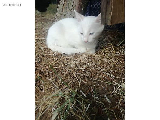 Cats Ankara Ucretsiz Ankara Kedisi Yavrulari Aciklamayi Okuyunuz At Sahibinden Com 954209994