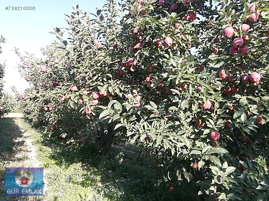 Gur Emlak Tan Uluborlu Da 55 400 M2 Meyva Getirisi Olan Bahce Satilik Arsa Ilanlari Sahibinden Com Da 738210000
