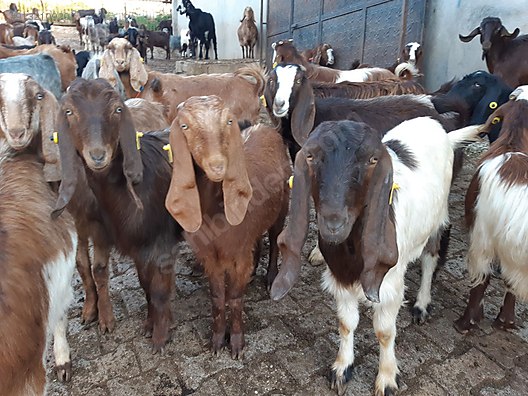 hatay reyhanli halep sami kecisi hayvanlar alemi ilanlari sahibinden com da hatay reyhanli halep sami kecisi hayvanlar alemi ilanlari sahibinden com da