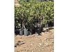 Used & Brand New Items / Garden & Home Improvement / Garden / Plants & Flowers / Trees