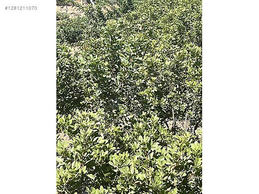 Used & Brand New Items / Garden & Home Improvement / Garden / Plants & Flowers / Trees