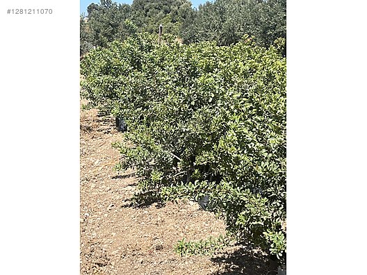 Used & Brand New Items / Garden & Home Improvement / Garden / Plants & Flowers / Trees