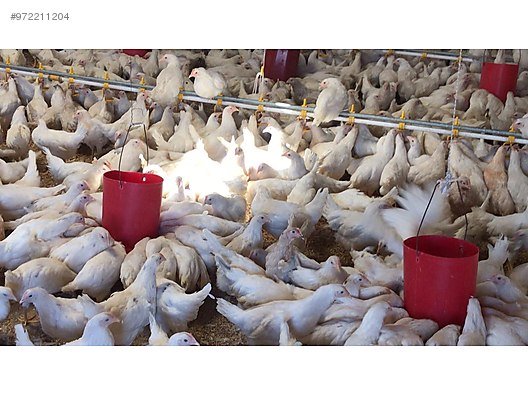 Rdrqm Newv4thm Rdrqm Newv4thm