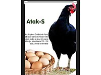 sinop merkez satilik tavuk cinsleri ve fiyatlari sahibinden com da sinop merkez satilik tavuk cinsleri ve fiyatlari sahibinden com da