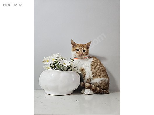 Pets & Livestock / Pets / Cats / Sarman