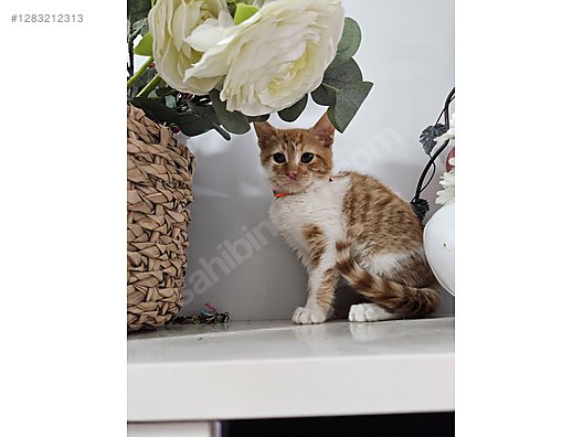 Pets & Livestock / Pets / Cats / Sarman