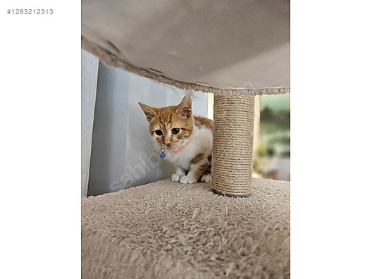 Pets & Livestock / Pets / Cats / Sarman