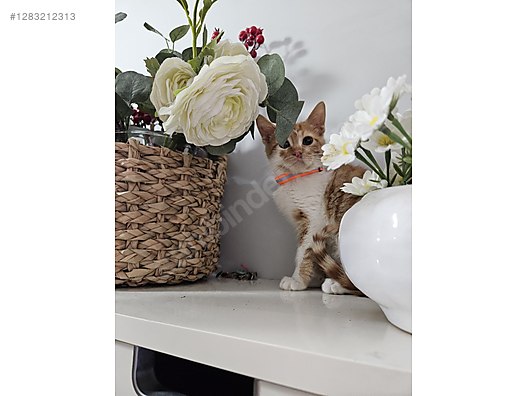 Pets & Livestock / Pets / Cats / Sarman