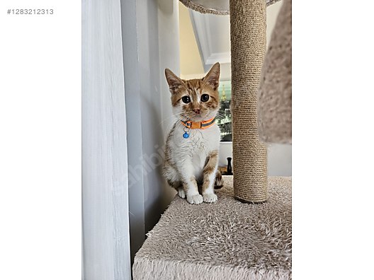 Pets & Livestock / Pets / Cats / Sarman