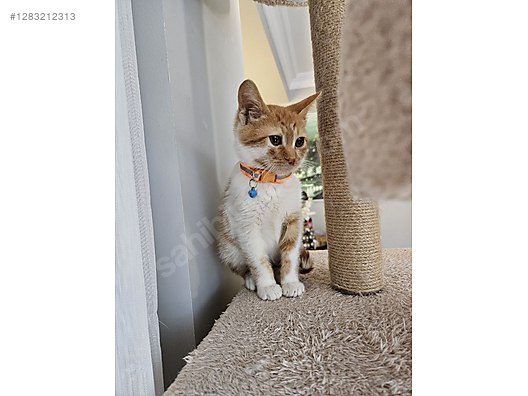 Pets & Livestock / Pets / Cats / Sarman