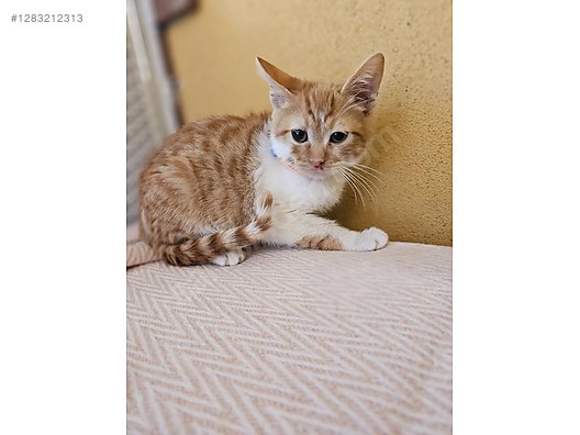 Pets & Livestock / Pets / Cats / Sarman