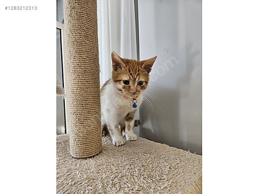 Pets & Livestock / Pets / Cats / Sarman