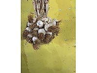 10kg orta boy Taşköprü sarımsağı