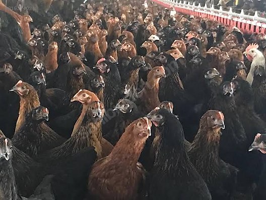 tavuk yumurtaya yakin ataks tavuk satisi 50 adet uzeri kapi teslimat sahibinden comda 919214021