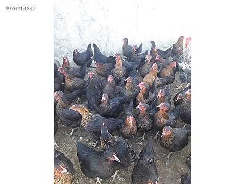 chickens 175 adet ataks tavuk at sahibinden com 976214867