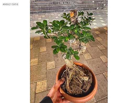 bonsai tum agac cesitleri sahibinden com da 969215958