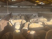 AY ADAK KURBAN AKİKA SATIŞ VE KESİM TESİSİ 6500 TL #1283218540