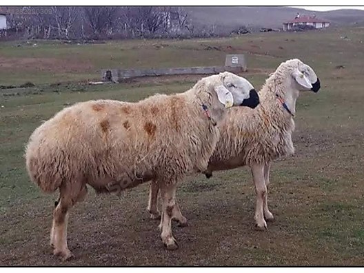 Hayvanlar Alemi / Küçükbaş Hayvanlar / Koyun