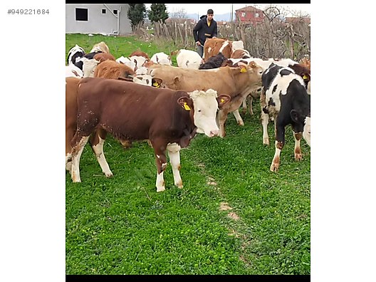 Satilik Yeme Dusmus Simental Erkek Danalar Turkiye Nin Ucretsiz Ilan Sitesi Sahibinden Com Da 949221684