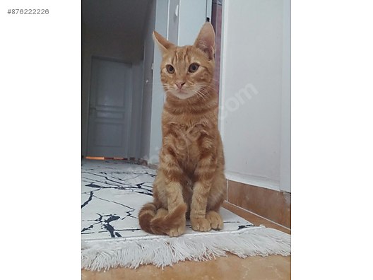 Kedi Sarman 1 Yasinda Sarman Pisi Yuva Ariyor Sahibinden Comda 876222226