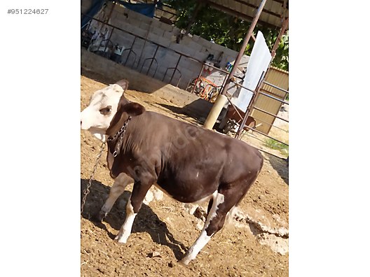 Satilik Ucu Erkek Biri Disi Dort Dana Turkiye Nin Ucretsiz Ilan Sitesi Sahibinden Com Da 951224627