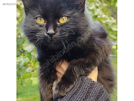 Kedi Tekir Acil Sahiplendirilmeleri Gerekiyor Cok Acil Sahibinden Comda 876224722