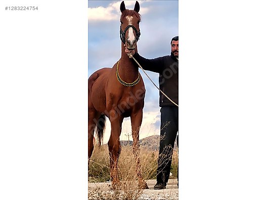 Hayvanlar Alemi / Büyükbaş Hayvanlar / At