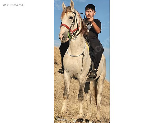 Hayvanlar Alemi / Büyükbaş Hayvanlar / At