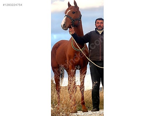 Hayvanlar Alemi / Büyükbaş Hayvanlar / At