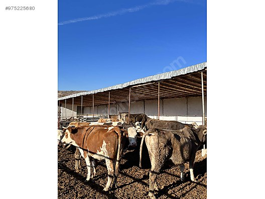 550kilo simental kisir inek turkiye nin ucretsiz ilan sitesi sahibinden com da 975225680 550kilo simental kisir inek turkiye nin ucretsiz ilan sitesi sahibinden com da 975225680