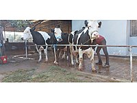 Satilik Buyukbas Hayvanlar Ilanlari Sahibinden Com 2