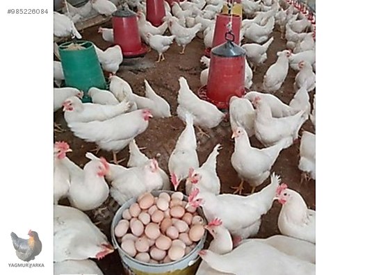 tavuk lohman sendy tinted yumurta tavugu tum turkiye genelinde adrese sahibinden comda 985226084