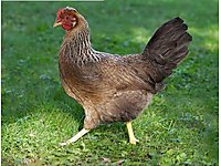 Kocaeli Satilik Kumes Hayvanlari Ilanlari Ve Fiyatlari Sahibinden Com Da Kocaeli Satilik Kumes Hayvanlari Ilanlari Ve Fiyatlari Sahibinden Com Da