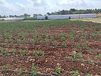 kursunlu mh satilik arsa ilanlari ve fiyatlari sahibinden com da kursunlu mh satilik arsa ilanlari ve fiyatlari sahibinden com da