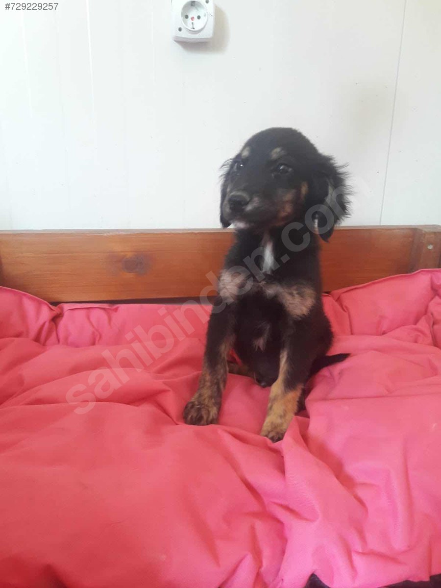 Köpek / Melez / Melez 3aylık Erkek Köpek ÜCRETSİZ SAHİPLENDİRME