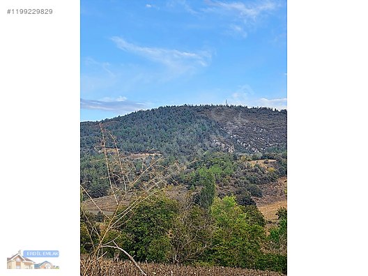 BURSA YENİŞEHİR EĞERCE ZEYTİN BAHÇESİ 9 DÖNÜM #1199229829