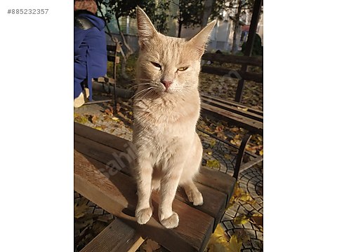 Kedi Melez Uysal Egitimli Kedi Sahibinden Comda 885232357