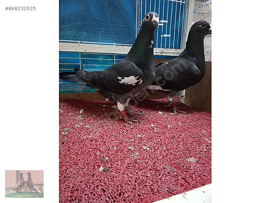 Guvercin Erkegi Kara Alaca Arap Posta Disi Kuyruk Beyaz Arap Postadir Sahibinden Comda 898232525