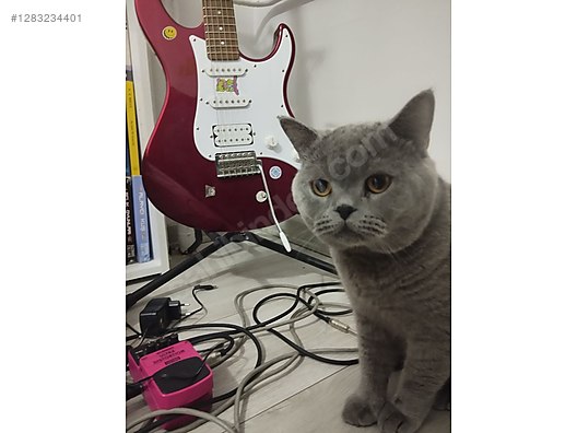 İkinci El ve Sıfır Alışveriş / Müzik / Müzik Aletleri / Telli Çalgılar / Gitar / Elektro