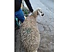 Pets & Livestock / Small Livestock / Sheep