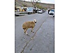 Pets & Livestock / Small Livestock / Sheep