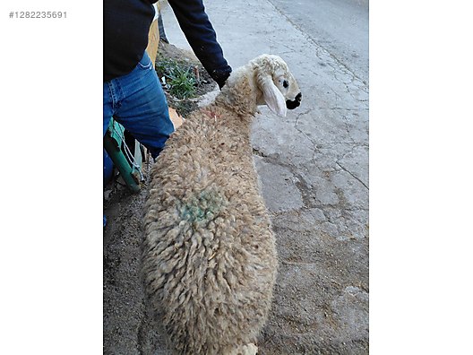 Pets & Livestock / Small Livestock / Sheep